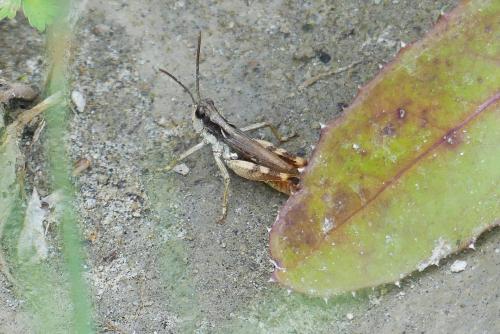 Réf. 213 703 : Chorthippus pullus